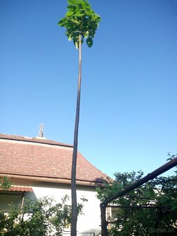 Paulownia Shang Tong - 2