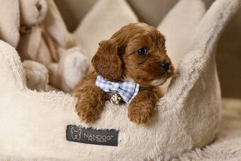 Cavapoo F1 psík hľadá milujúci domov - 2