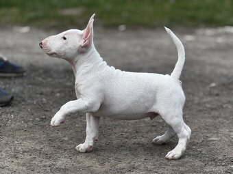 Miniatúrny Bulterier , bullterrier s pp - 2