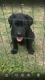 Labrador - 2