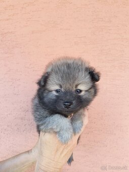Špic typ pomeranian - 2