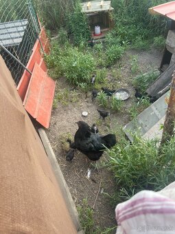 Ayam cemani - 2