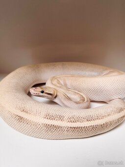 ULTIMATE PASSION MOJAVE YELLOW BELLY 66% HET PIED SAMICA - 2