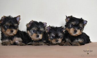 YORKSHIRE TERRIER s PP rodokmenom - yorkshirsky terier - 2