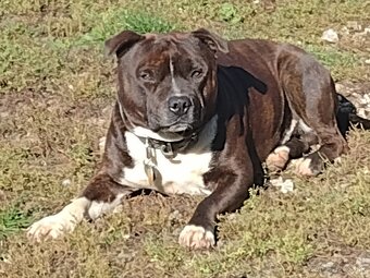 Stafordširský bulterier - 2