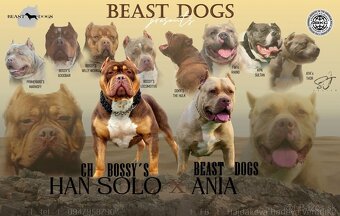 American bully - 2