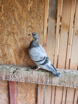 Predám poštové holuby - 2