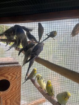 Andulky z volieri - 2