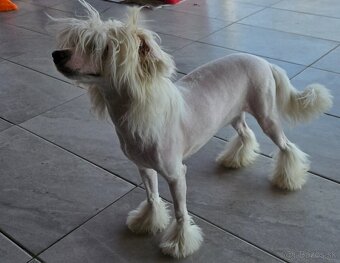 Čínsky chocholatý pes s PP - 2