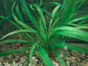 RASTLINY Z AKVARIA 3 - 2