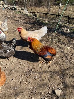 Mladý kohút Arakauna - 2