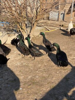 Predám káčerov IB - 2