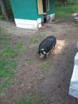 Kune kune - 2