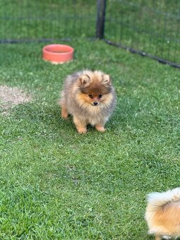 Pomeranian s PP - 2