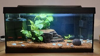 Predam akvarium 60L s rybyčkami - 2