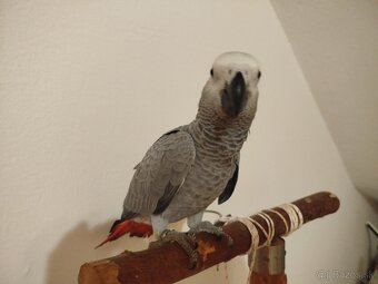 Žako kongo - 2