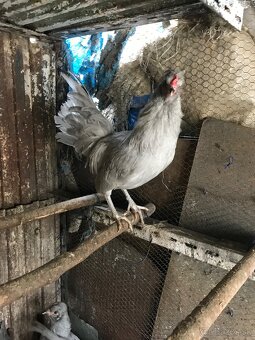 Araucana levander - 2