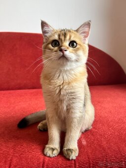 Scottish Straight v zlatej farbe - 2