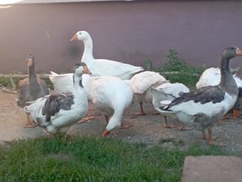 Predám husy - 2