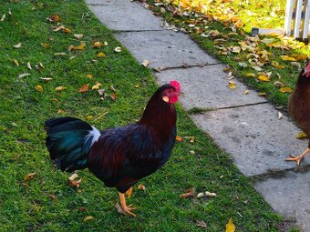 Ponúkam na predaj kohútika na ďalší chov - 2