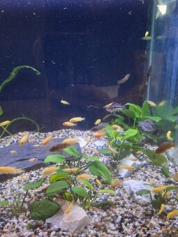Africké cichlidy a rastlinky - 2