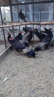 Bažanty usaty hnedy - 2