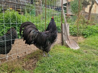 Australorpka veľla modrá - 2