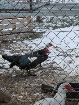 Pižmový kačer - 2