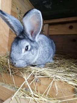 Činčila veľká - 2