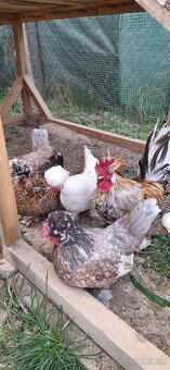 Nasadove vajíčka - 2