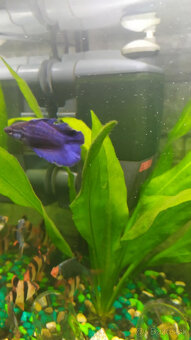 Akvarium - 2