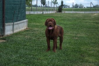 Dogue de Bordeaux, Bordeauxska doga, Bordo doga - 2