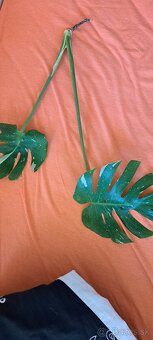 Monstera albo - 2