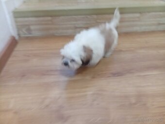 Shi tzu - 2
