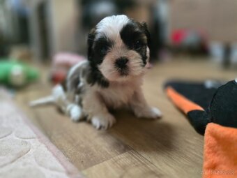 Shi-tzu - 2