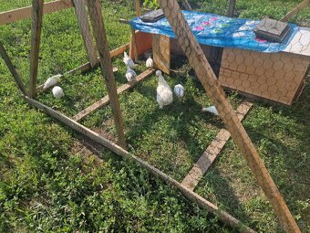 Darujem Leghorn kohuta - 2