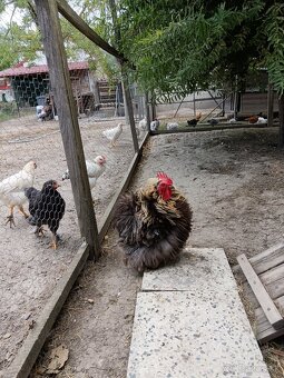 Kočinka zdrobnelá - 2