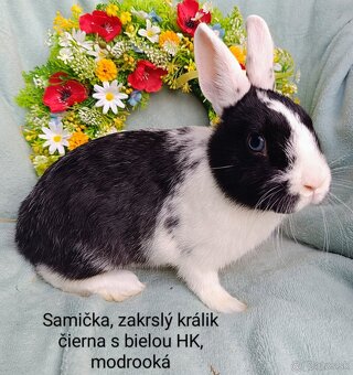 Zakrslý králik s VP - samička čierna s bielou HK WO - 2