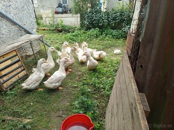 Predám Kačky - 2