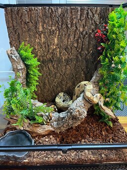 terárium s boa constrictor - 2