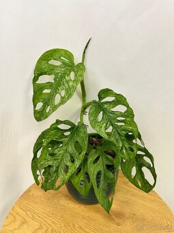 Monstera Adansonii ‘Mint’ - 2