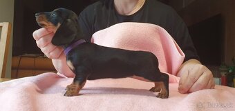 Jazvečík krátkosrstý trpasličí - sučka s PP - 2