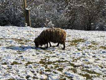 Predám 1× baran + 2× ovca – plemeno Nemecká čiernohlavá ovca - 2