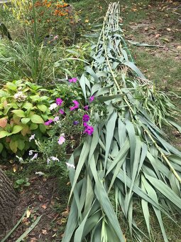 Predám BAMBUSOVÉ STONKY,TYČE - 2