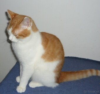 HĽADÁ SA DOBRÁ RODINKA - 2