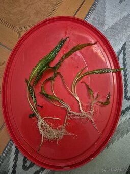 Rastlina Cryptocorine - 2