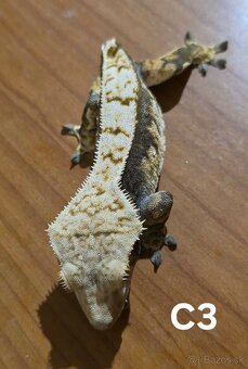 Pagekón riasnatý - 2