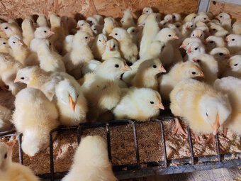 Kuriatka - Lohman Biely - 2