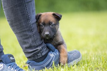 Belgický ovčiak malinois šteniatka s PP rodokmeňom - 2