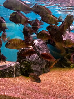 Tropheus Blue rainbow chatika - 2